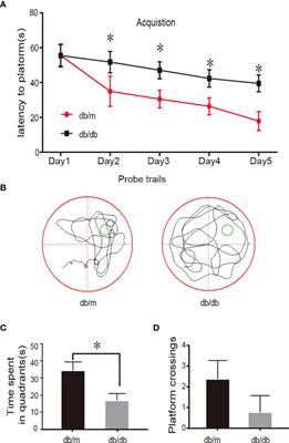 Single-Cell Sequencing Analysis of the db/db Mouse Hippocampus Reveals Cell-Type-Specific Insights Into the Pathobiology of Diabetes-Associated Cognitive Dysfunction